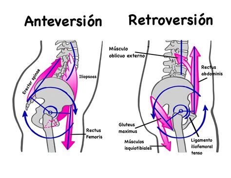 Ante Y Retroversion De Pelvis Anatomia Y Fisiologia Anatomía