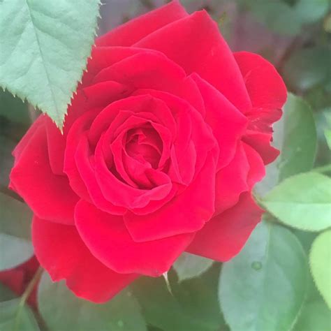 Роза Никколо Паганини Фото – Telegraph