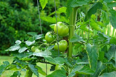 3 Gardening Tips For Bigger Tomatoes - Geeky Greenhouse