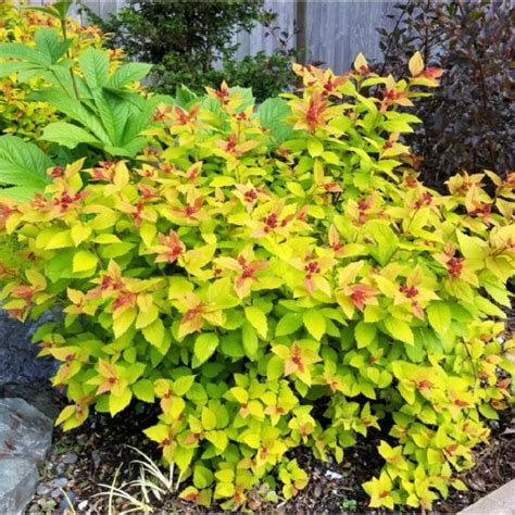 Spiraea X Bumalda Goldflame Goldflame Spiraea Gallon Sublime