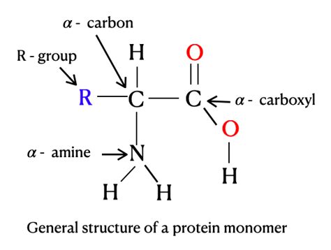 Each protein monomer is made up of four parts bound to a cen | Quizlet