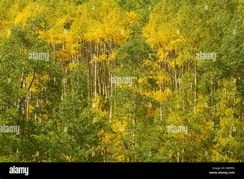 Fall Scenery And Aspen Trees Along Castle Creek Road In The White River