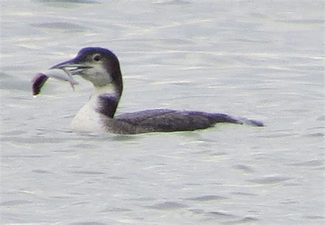 Common Loon in Ocean County, NJ