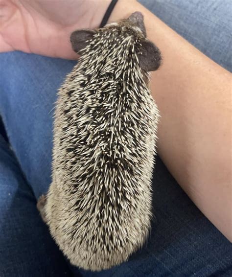 Meet Hedgy The Hedgehog😊 Rhedgehog