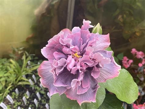 Hibiscus ‘Marianne Charlton’ : r/houseplants
