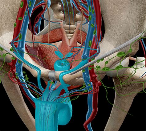 Human Male Anatomy Diagram Male Anatomy Artwork Bodegawasues