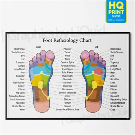 FOOT REFLEXOLOGY COLOUR CODED MASSAGE JOINT ANATOMY CHART POSTER