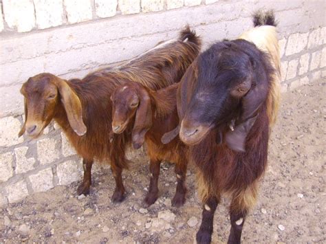 Rahmani Sheep Shami Goats And More Ain Musa Farm Shami Goats South