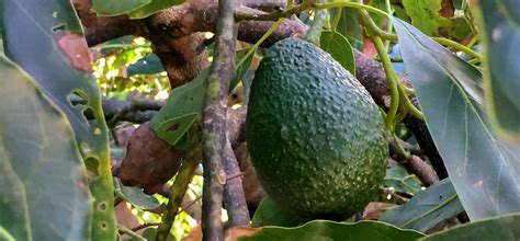 Things I Learned On An Avocado Farm Video Jp Loves Life