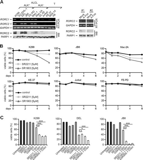 Expression And Inhibition Of Rorc In Alcl A Left Analysis Of Rorc