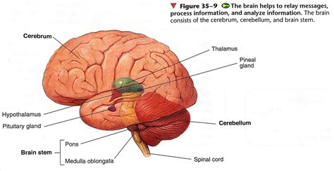 The Central Nervous System Diagram Quizlet