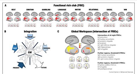 Figure From Prefrontal Cortex Drives The Flexibility Of Whole Brain