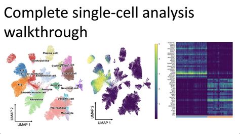 Complete Single Cell Rnaseq Analysis Walkthrough Advanced