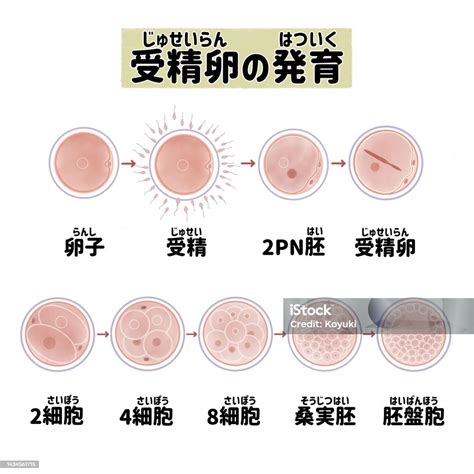 Vetores De Diagrama Médico De Fertilização Humana E Divisão Celular E