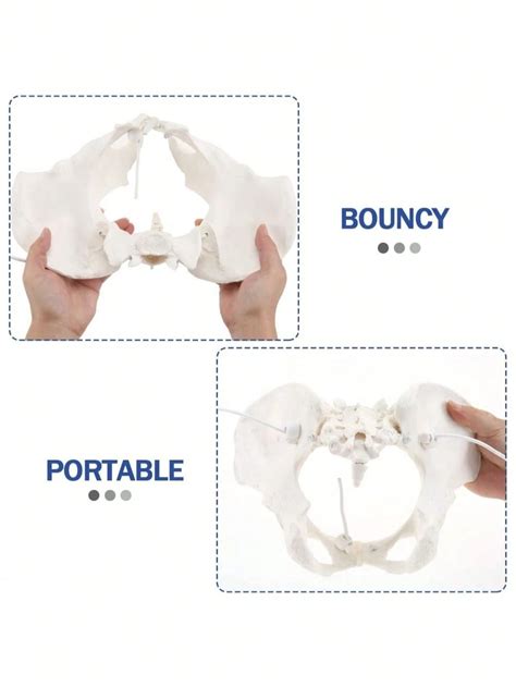 Mini Size Female Pelvis Model 3d Pelvic Model Hip Bone Pelvic