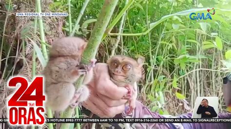 Pagdakma Sa Mga Tarsier Iniimbestigahan Ng Denr Vlogger Nag Sorry