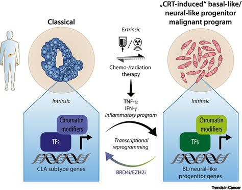 Mechanisms Of Pdac Subtype Heterogeneity And Therapy Response Trends