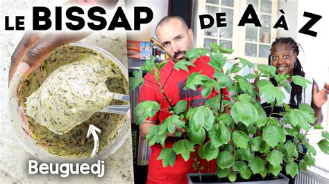 On A Plant Du Bissap En France Comment Faire Du Kouthia Culture