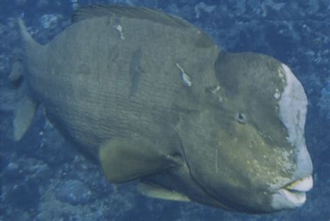 These Giant Reef Fish Bump Heads — Literally And Violently