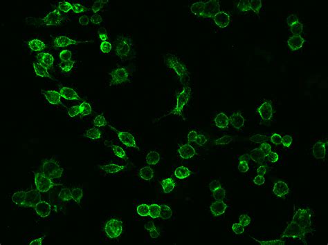 Recombinant Anti Icam 1cd54 Antibody Rabbit Mab 50440 R101 Sino