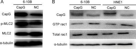 Ectopic Capg Overexpression Strengthened Mlc Phosphorylation And