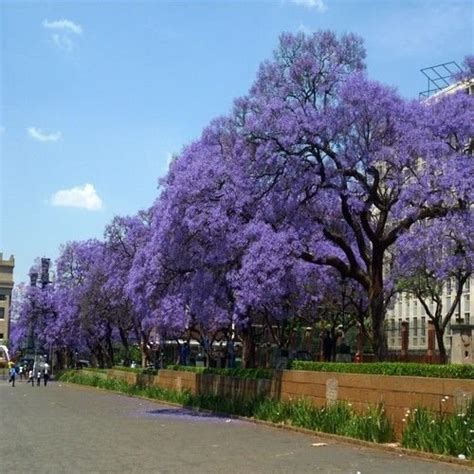 Blue Jacaranda Mimosifolia Seeds Fast Growing Perennial Flowering