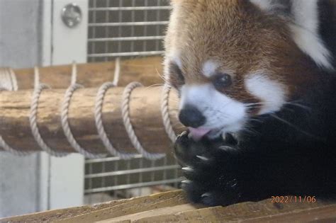 羽村市動物公園 レサパン ラテとソラ アル