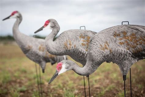 Sandhill 3 Pack Bulk Crane Pack Silhouettes 36 Decoys Big Als Decoys