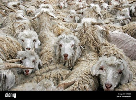 Flock Of Angora Goats Capra Hircus To Produce Mohair Wool In Lesotho