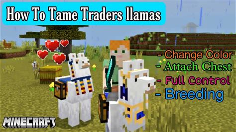 How To Tame Traders Llamas In Minecraft Pe Minecraft Trader Llamas