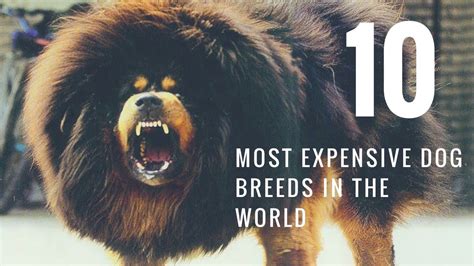 Top 10 Expensive Dog Breeds