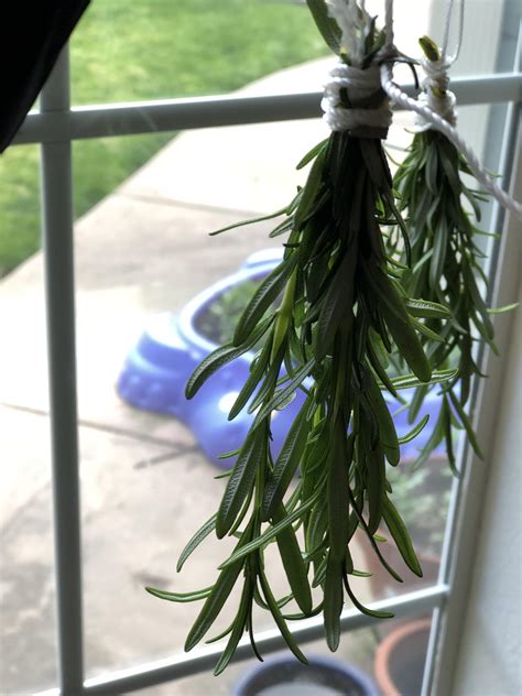 Homegrown Rosemary! : r/gardening