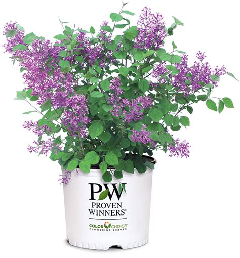 Bloomerang Lilacs Proven Winners Colorchoice Flowering Shrubs