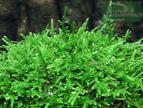 Moss Christmas /Vesicularia montagnei- Рождественский мох | Московские ...