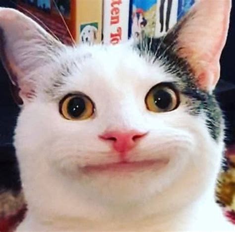 Top 999 Beluga Cat Wallpaper Full Hd 4k Free To Use