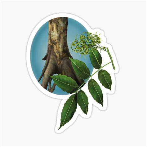 Tropical And Subtropical Dry Broadleaf Forests Sticker For Sale By