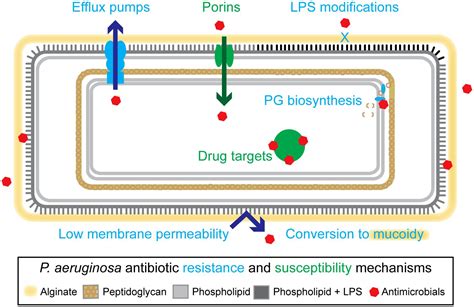 Pseudomonas Aeruginosa Antibiotic Resistance - Carpet Vidalondon