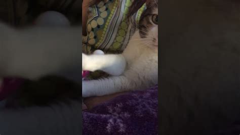 Pussy Vibrator YouTube