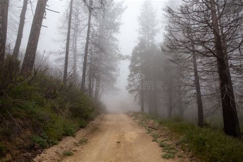 Path In A Foggy Forest Stock Image Image Of Forest Countryside