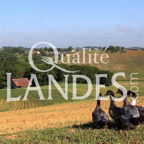 A Canard Fermier Des Landes Qualit Landes