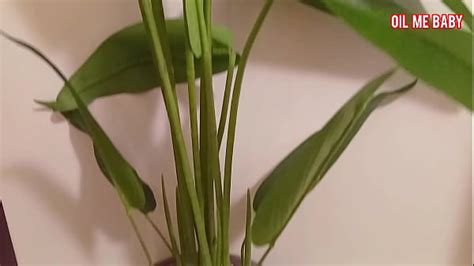 Naked Women Fucking Search Xvideos