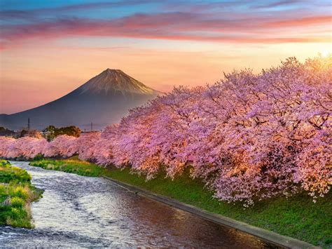 japans cherry blossom season  officially  japan timestravel