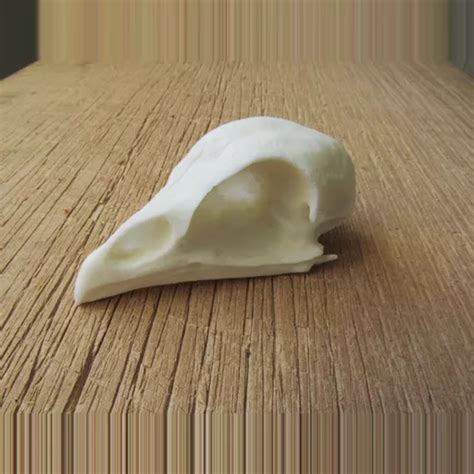 replica chicken skull starbeck education