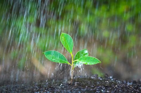 A Mágica Que A água Da Chuva Faz Com As Plantas Ciclo Orgânico