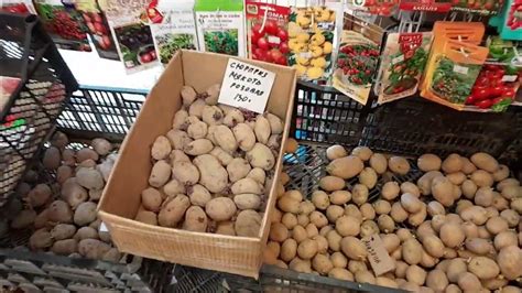 Картофель сортовой. Какие сорта сажают в Питере садоводы-огородники ...