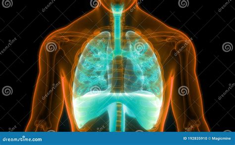 Rg Os Internos Humanos Pulm Es Do Sistema Respirat Rio Anatomia Do