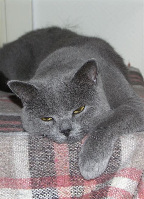 Free Images : pet, kitten, rest, nose, whiskers, grey, sleep