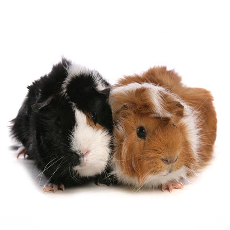 Petco O Petsmart Venden Perros