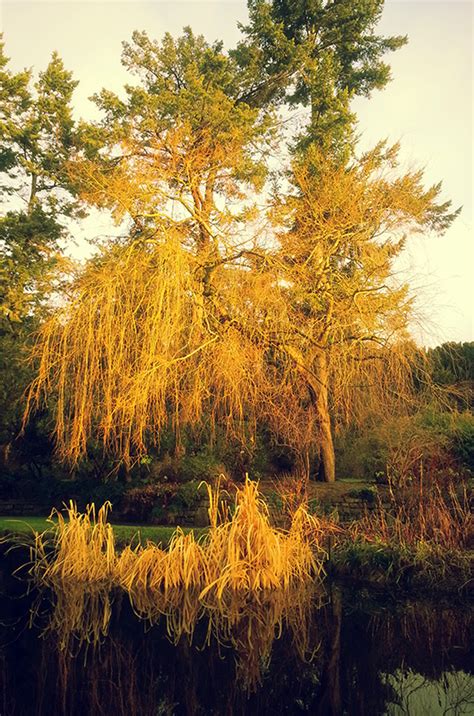 kitsnaps golden tree  essential kit