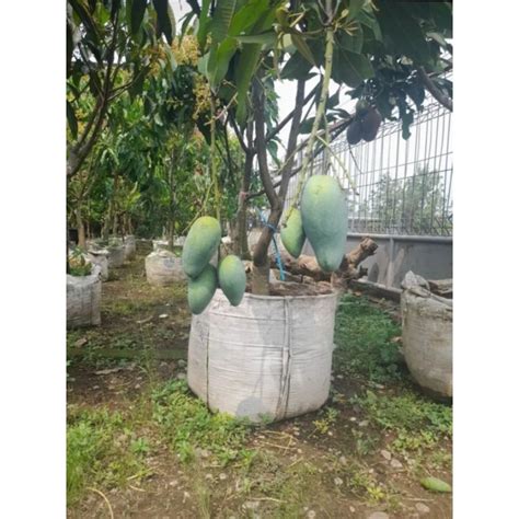 jual pohon mangga berbuah indukan tinggi   meter shopee indonesia